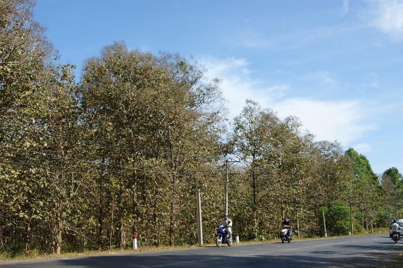 Rừng cây giá tỵ đặc dụng