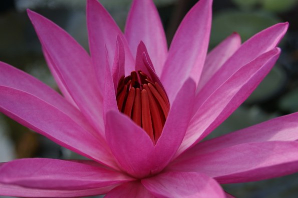 hoa súng rất đẹp